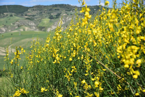 Paesaggio Lucano - Garaguso